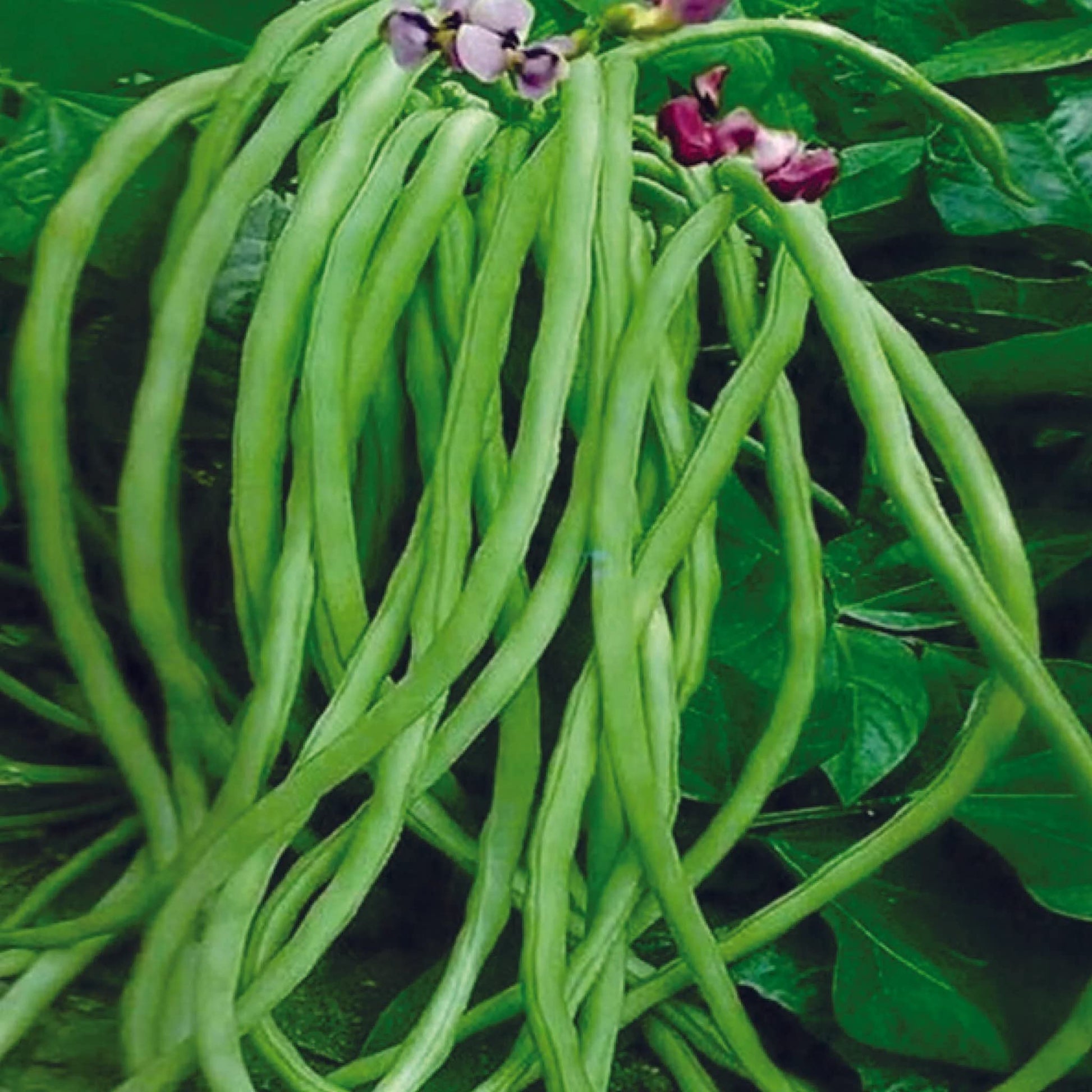 Planting Cowpea Vegetable Seeds for Your Garden