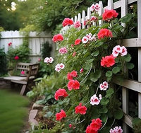 Pink Climbing Geranium Flower Seeds for Planting Perfect for Borders Heirloom & GMO Free Seeds for Home Garden
 
 Sale