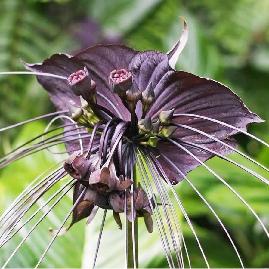 Water Grape Tacca palmata Seeds for Planting in Tropical Garden and Pond