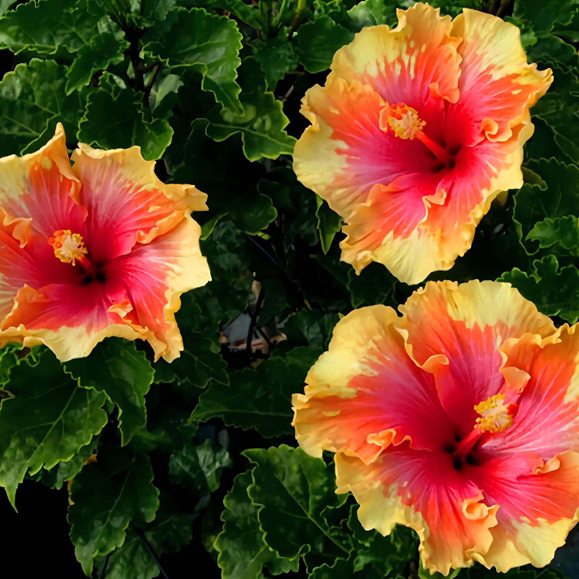 Clear Hibiscus Flower seeds for Planting Drought Tolerant Heirloom & GMO Free Seeds for Home Garden
 
 Sale
