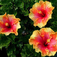 Clear Hibiscus Flower seeds for Planting Drought Tolerant Heirloom & GMO Free Seeds for Home Garden
 
 Sale