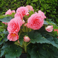 Tuberous Begonias Flower seeds for Planting Long Bloom Season Heirloom & GMO Free Seeds for Home Garden 
 
 Sale