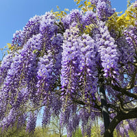 Wisteria Purple Flower seeds for Planting - Long Bloom Season, Heirloom & GMO Free Seeds for Home Garden