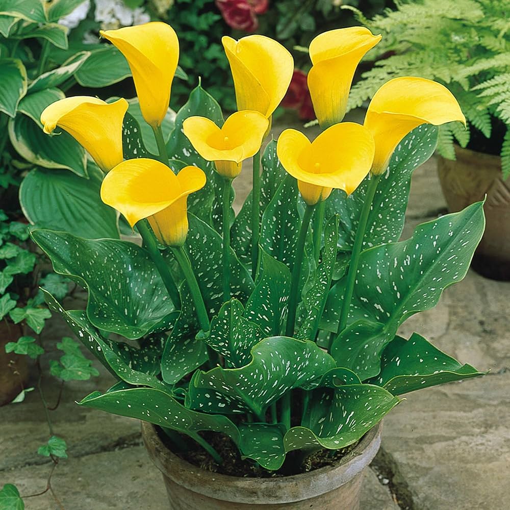 Yellow Calla Flower seeds for Planting - Garden Favorite, Heirloom & GMO Free Seeds for Home Garden