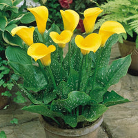 Yellow Calla Flower seeds for Planting - Garden Favorite, Heirloom & GMO Free Seeds for Home Garden