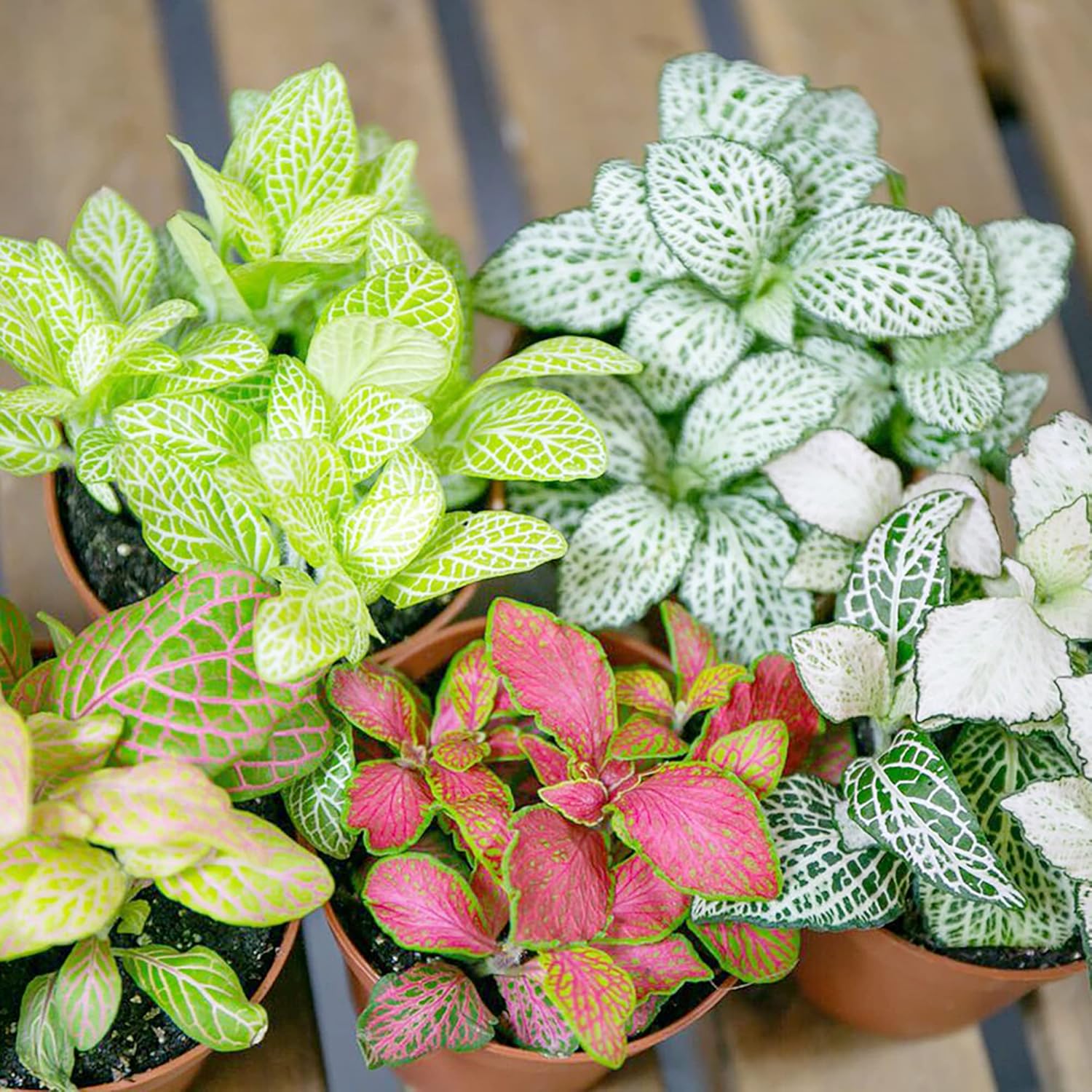 Mixed Fittonia Verschaffeltii Flower seeds for Planting - Cut Flower Favorite, Heirloom & GMO Free Seeds for Home Garden