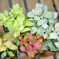 Multi-Colour Fittonia Flower seeds for Planting - Sun Loving, Heirloom & GMO Free Seeds for Home Garden