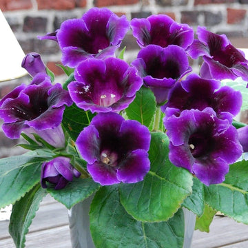 Dark Purple Gloxinia Flower seeds for Planting - Premium Quality, Heirloom & GMO Free Seeds for Home Garden