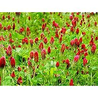 Manure Flower seeds for Planting - Perfect for Borders, Heirloom & GMO Free Seeds for Home Garden