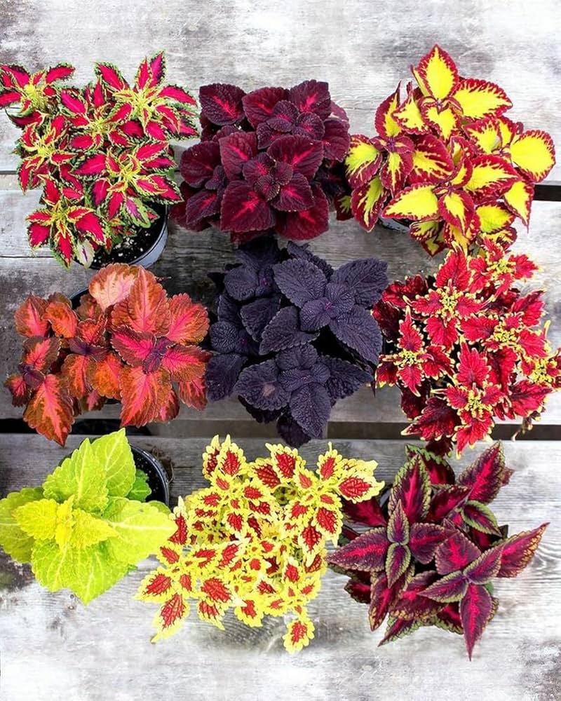 Coleus Flowering Flower seeds for Planting Cut Flower Favorite Heirloom & GMO Free Seeds for Home Garden