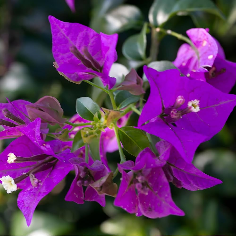 Purple Bougainvillea Flower seeds for Planting Easy to Grow Heirloom & GMO Free Seeds for Home Garden