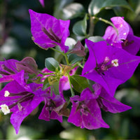 Purple Bougainvillea Flower seeds for Planting Easy to Grow Heirloom & GMO Free Seeds for Home Garden