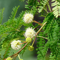 River Tamarind Flower seeds for Planting Seasonal Bloomer Heirloom & GMO Free Seeds for Home Garden