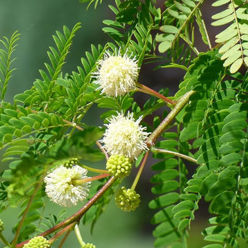 River Tamarind Flower seeds for Planting Seasonal Bloomer Heirloom & GMO Free Seeds for Home Garden