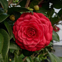 Camellia Flower seeds for Planting Low Maintenance Heirloom & GMO Free Seeds for Home Garden