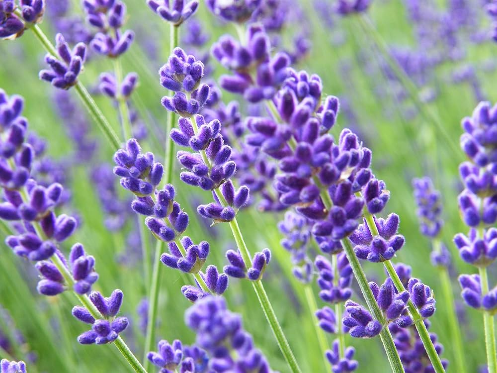 Blue Lavender Flower Seeds for Planting Bright Blooms Heirloom & GMO Free Seeds for Home Garden
 
 Sale