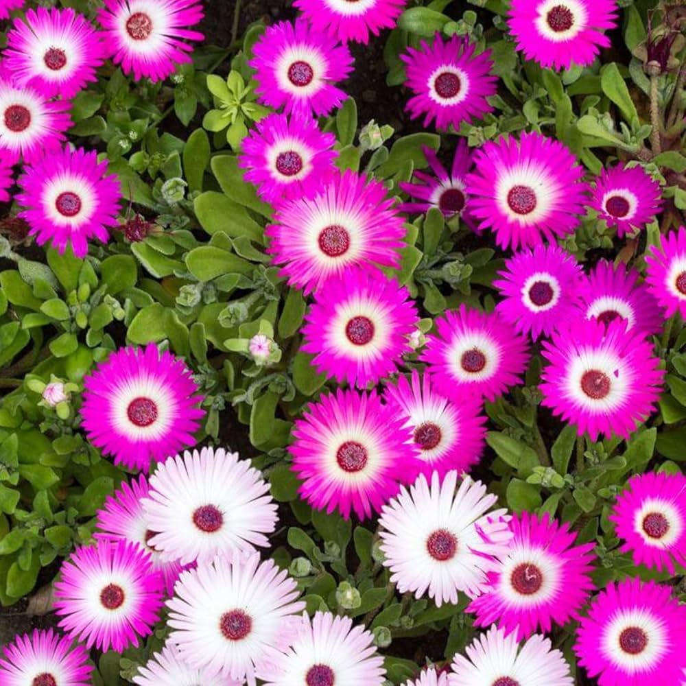 Bright Red Ice Plant Seeds for Planting home garden flower bed