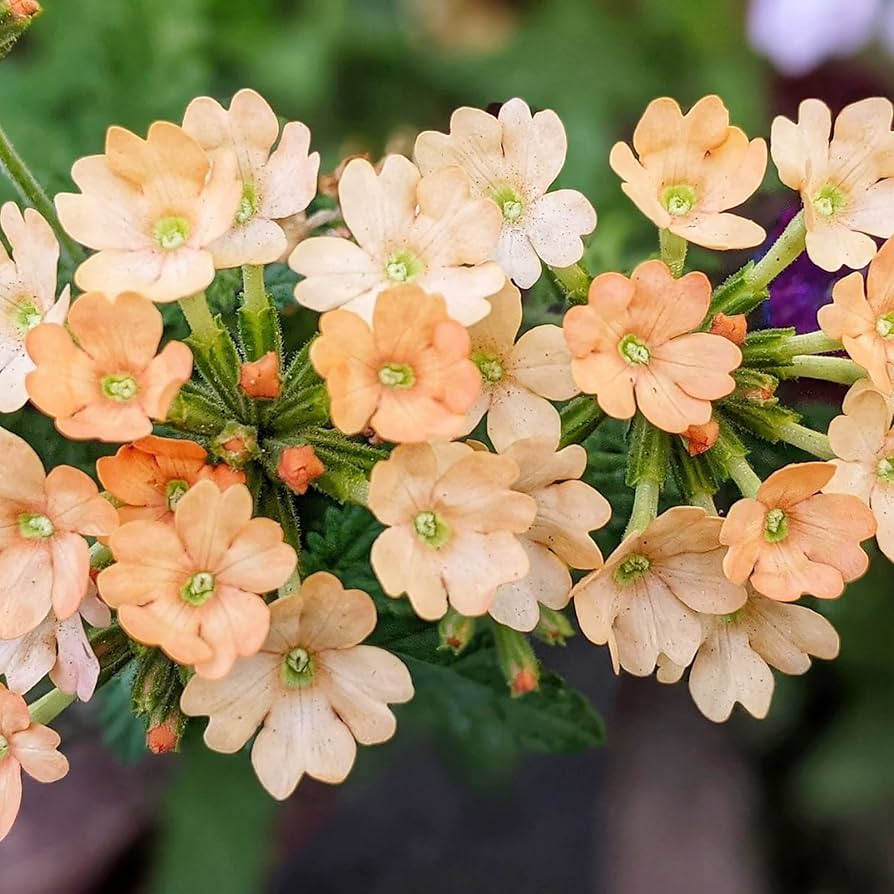 Verbena Peaches and Cream Perennial Flower Seeds for Soft, Elegant Blooms in Your Garden