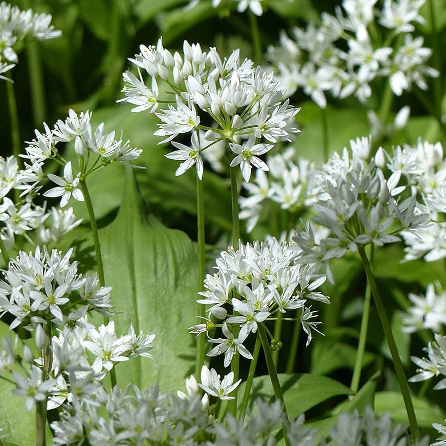 Wild Leek Allium tricoccum Flower Seeds for Planting