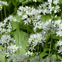 Wild Leek Allium tricoccum Flower Seeds for Planting
