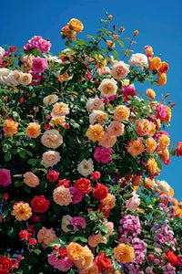 Mixed Ruby Rose Flower Seeds for Planting Perfect for Borders Heirloom & GMO Free Seeds for Home Garden
 
 Sale