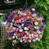 Tritunia Rosa Geäderte Petunia Seeds for Planting Soft Pink Garden Blooms