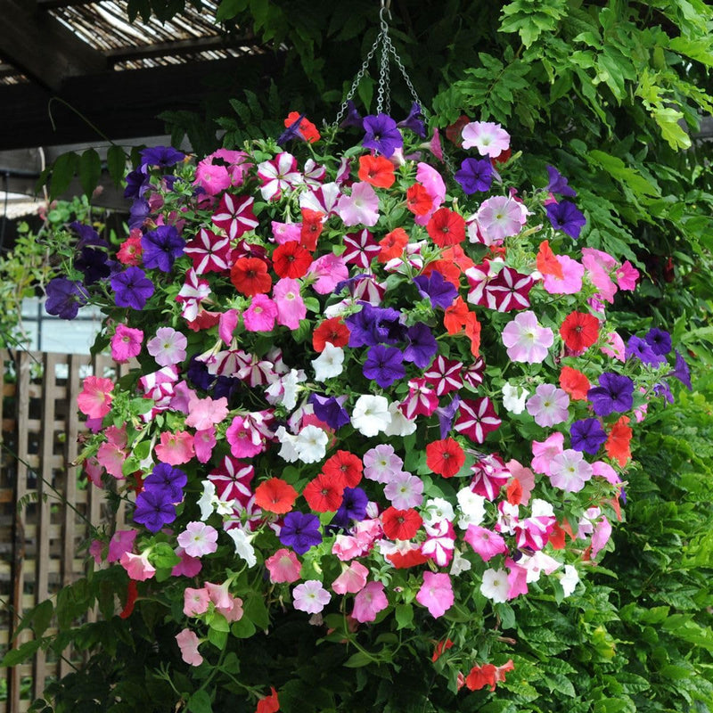 Tritunia Rosa Geäderte Petunia Seeds for Planting Soft Pink Garden Blooms