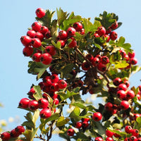 English Hawthorn Tree (Crataegus laevigata) – Edible Fruit, Mayflower – Seeds