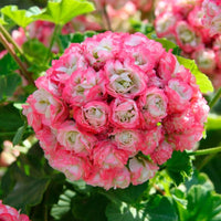 Geranium Mix Apple Blossom Seeds for Planting  Vibrant Annual Flowering Plants