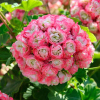 Geranium Apple Blossom Flower seeds for Planting - Vibrant Colors, Heirloom & GMO Free Seeds for Home Garden