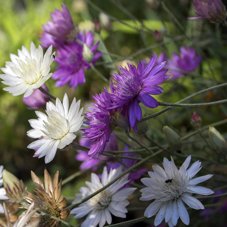 Immortal Mix Xeranthemum annuum Seeds for Planting dry flower garden wildflower bed