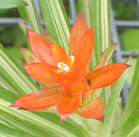 Orange Bromeliad Tillandsia Bulbosa Flower seeds for Planting - Cut Flower Favorite, Heirloom & GMO Free Seeds for Home Garden
