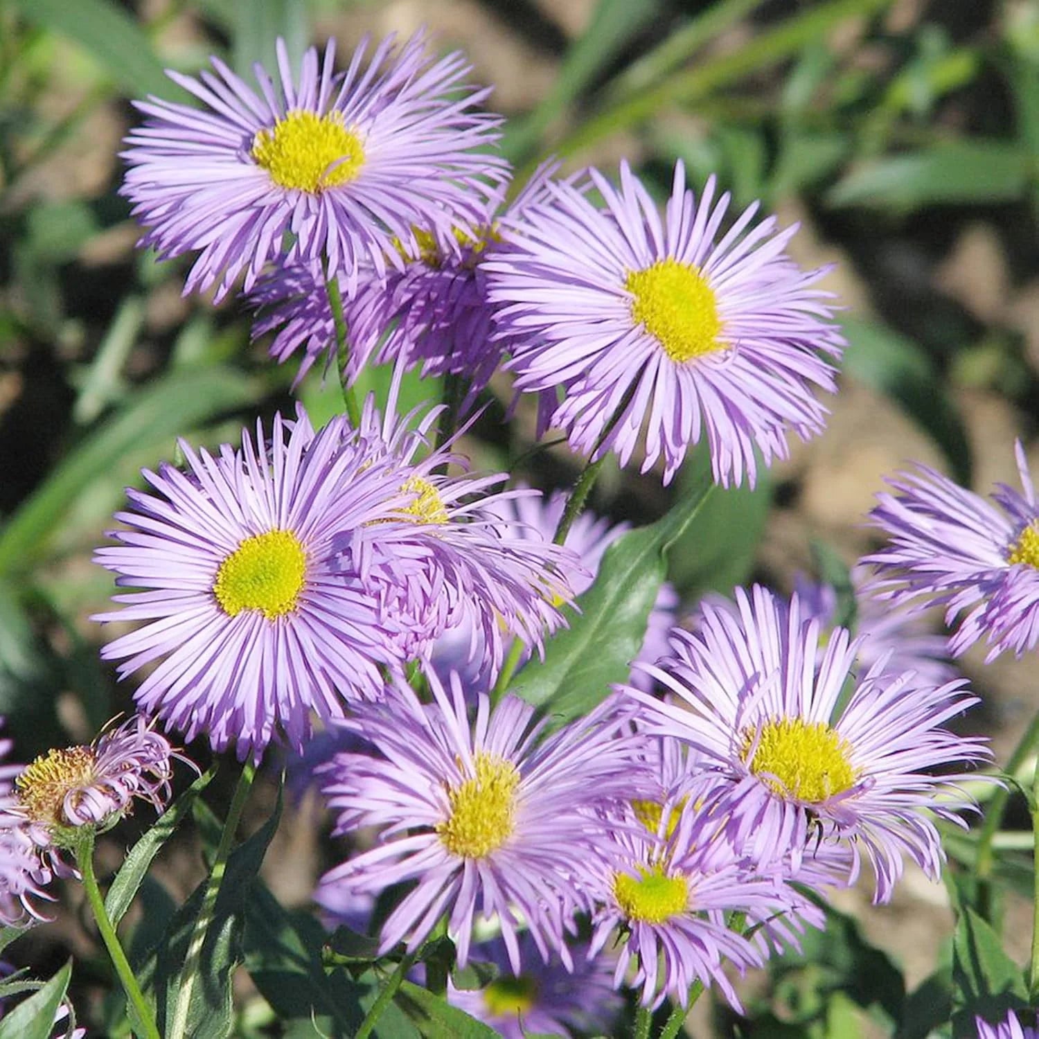 Purple Erigeron Flower seeds for Planting - Premium Quality, Heirloom & GMO Free Seeds for Home Garden