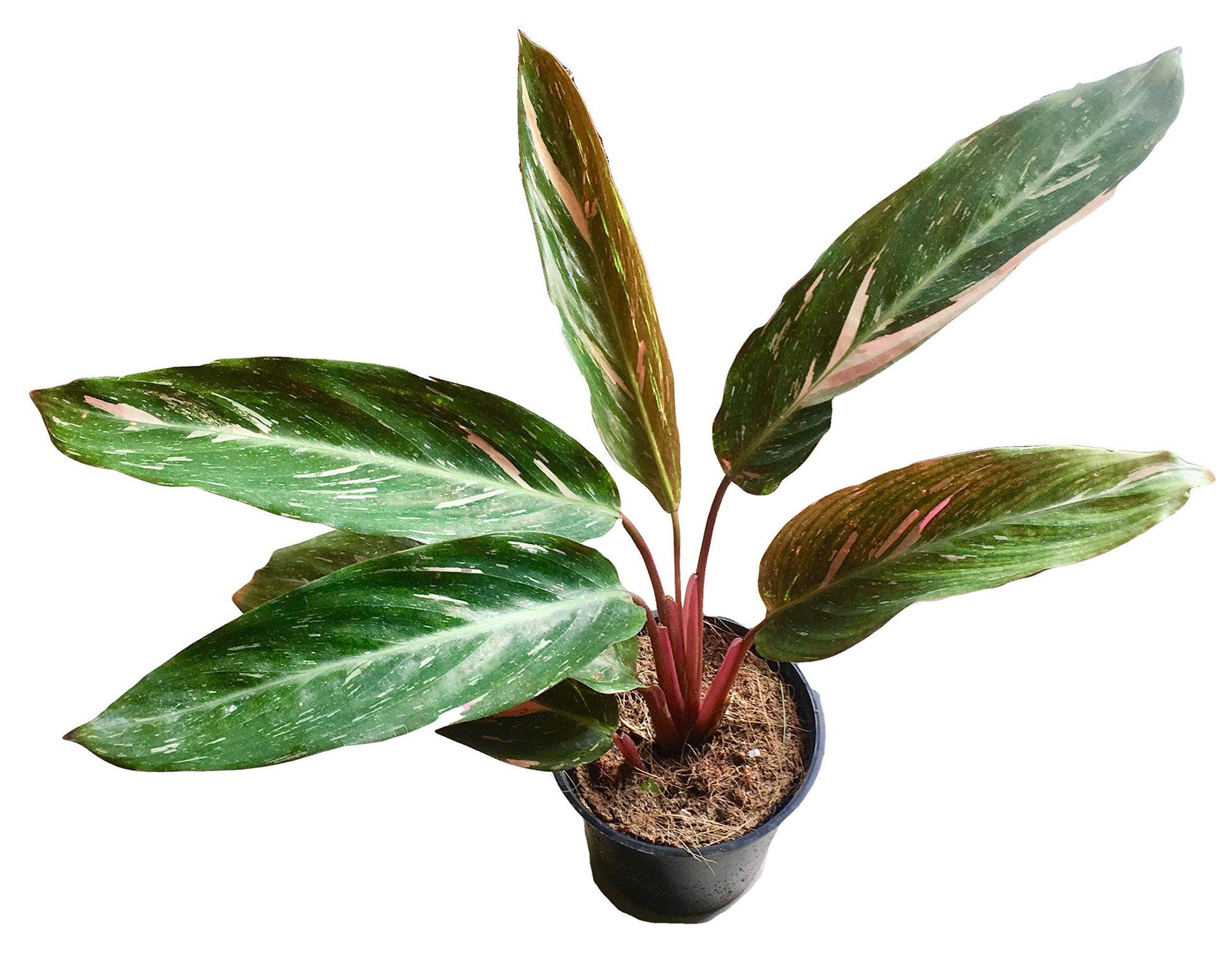 Calathea Magicstar Flower seeds for Planting Garden Favorite Heirloom & GMO Free Seeds for Home Garden 
 
 Sale