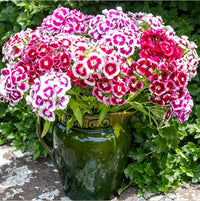 Mixed Barbatus Flower seeds for Planting - Wildflower Mix, Heirloom & GMO Free Seeds for Home Garden