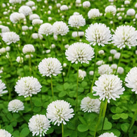 White Clover Seeds for Planting: Premium Flower Collection