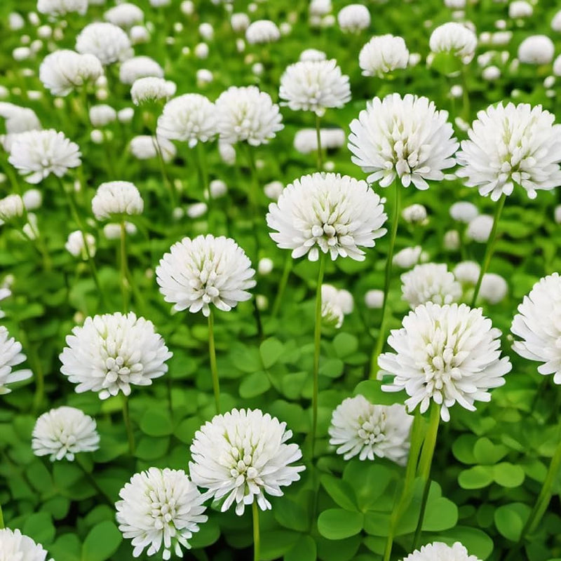 White Clover Seeds for Planting: Premium Flower Collection