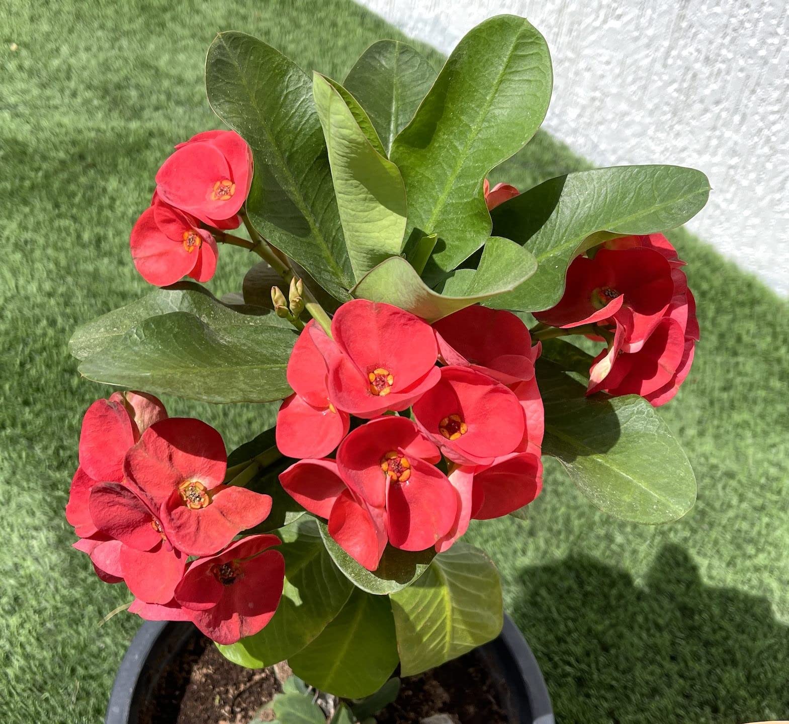Red Euphorbia Milii Flower seeds for Planting Perfect for Borders Heirloom & GMO Free Seeds for Home Garden
 
 Sale