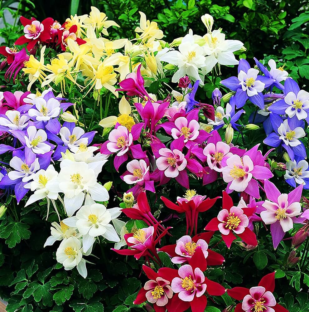 Amaryllis Flower Seeds for Indoor Garden