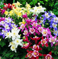 Amaryllis Flower Seeds for Indoor Garden