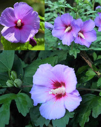 Hibiscus Syriacus Flower seeds for Planting Drought Tolerant Heirloom & GMO Free Seeds for Home Garden