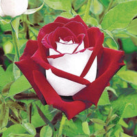 Rare Deep Red and White Osiria Ruby Rose Flower seeds for Planting - Shade Tolerant, Heirloom & GMO Free Seeds for Home Garden