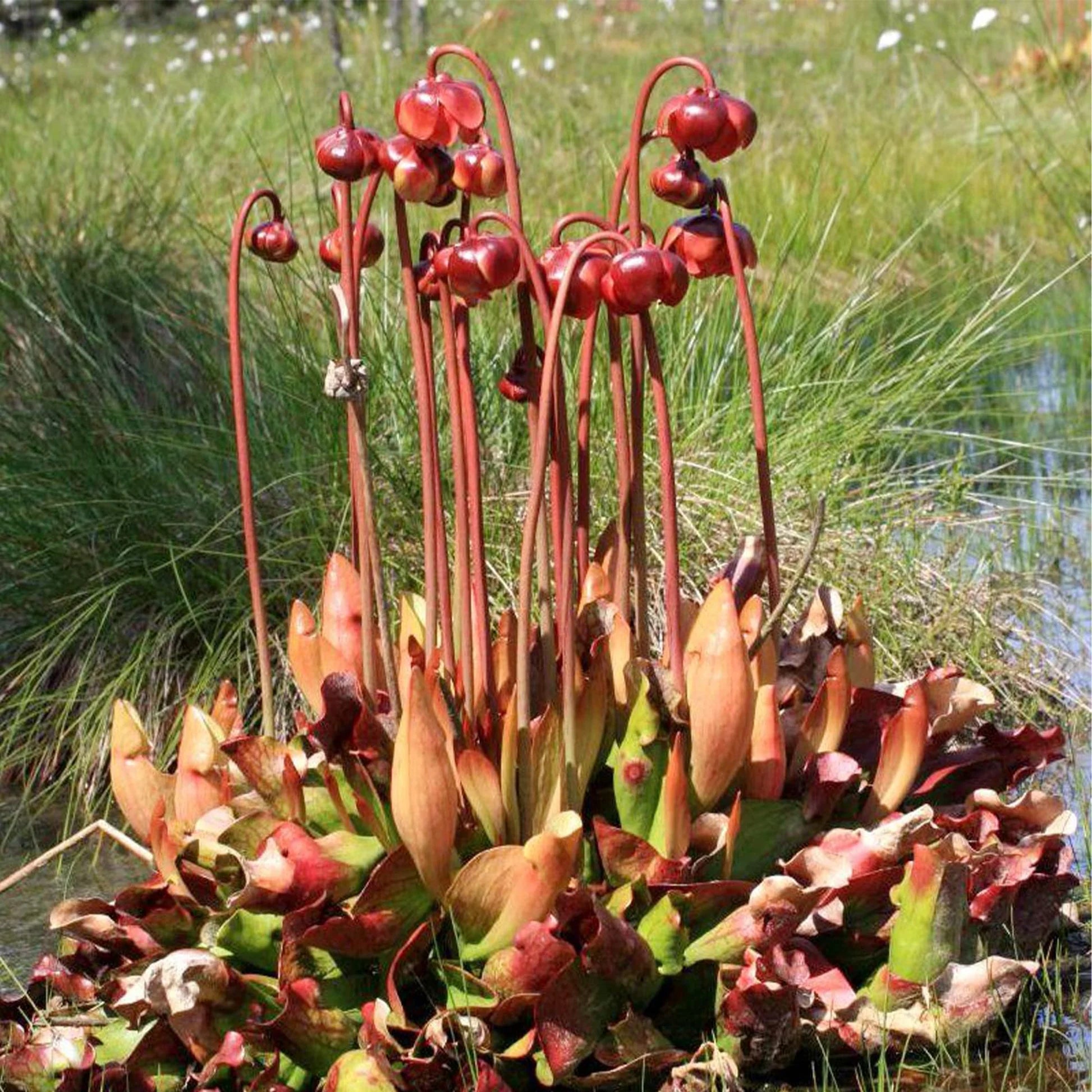 Sarracenia Flower seeds for Planting - Wildflower Mix, Heirloom & GMO Free Seeds for Home Garden