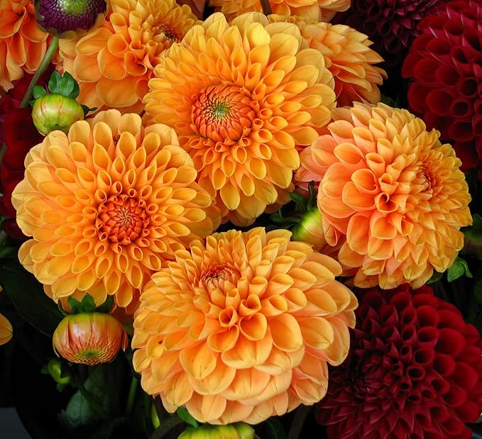 Orange Dahlias Flower seeds for Planting - Cottage Garden Essential, Heirloom & GMO Free Seeds for Home Garden
 
 Sale for planting in home garden