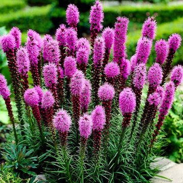 Violet Gayfeather Flower Seeds - Flower seeds for Planting - Fragrant Blossoms, Heirloom & GMO Free Seeds for Home Garden