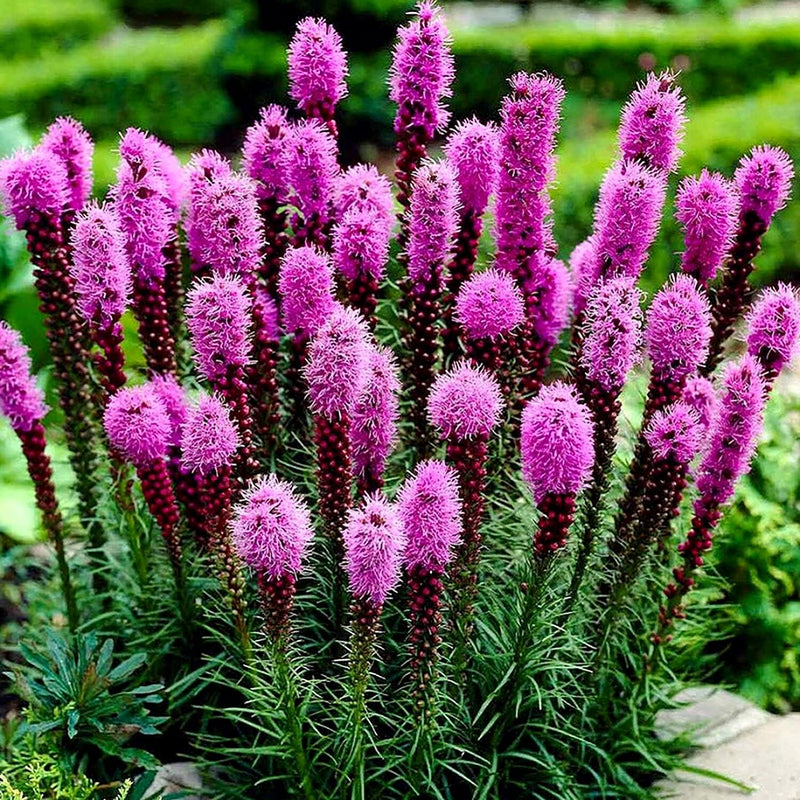 Violet Gayfeather Flower Seeds - Flower seeds for Planting - Fragrant Blossoms, Heirloom & GMO Free Seeds for Home Garden