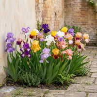 Iris Flower seeds for Planting - Premium Quality, Heirloom & GMO Free Seeds for Home Garden