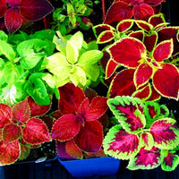 Mixed Coleus Flower seeds for Planting Pollinator Friendly Heirloom & GMO Free Seeds for Home Garden