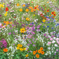 Mix nApple Blossom Flower seeds for Planting - Pollinator Friendly, Heirloom & GMO Free Seeds for Home Garden