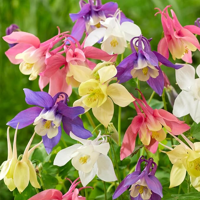 Aquilegia Seeds, Viridiflora, Perennial Flower Seeds